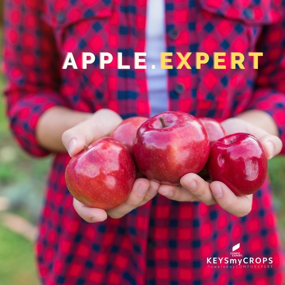 OCTOBER. The month of APPLE.EXPERTS