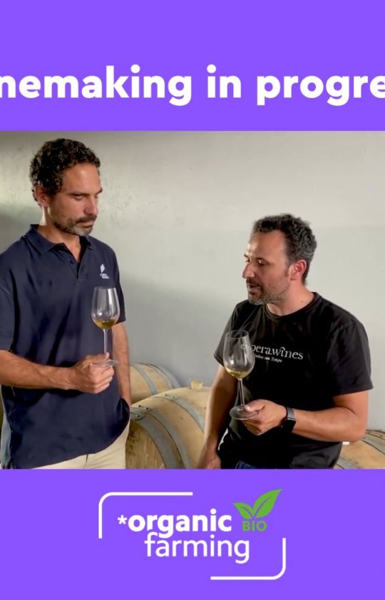 Winemaking is in progress!
Rodrigo Martins @rodrigo_authenticwines is an expert in vineyards and a Winemaker ( @espera.wines ) as well.

Recently was a nominee to the contest " Portugal's Enólogo Revelação de 2021".

In the second part of his interview with @pedro_cabanita  affiliated with the "Vine/wine Trails project of K2MC", he explains the importance of fertilization & Biostimulants in Winemaking, especially in organic cultivation and natural wines.

Enjoy!!!